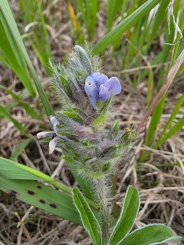 Large Indian Breadroot