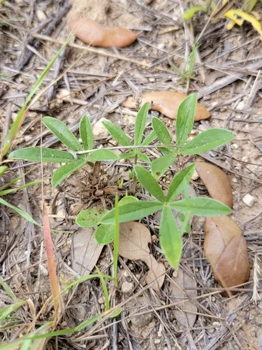 Subterranean Indian Breadroot — photo by Andy Blair