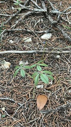 Texas Plains Indian Breadroot — photo by hejensen