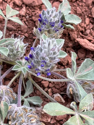 Intermountain Indian Breadroot