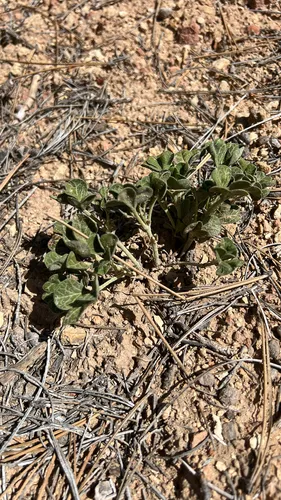 Paria River Indian Breadroot — photo by ashegan