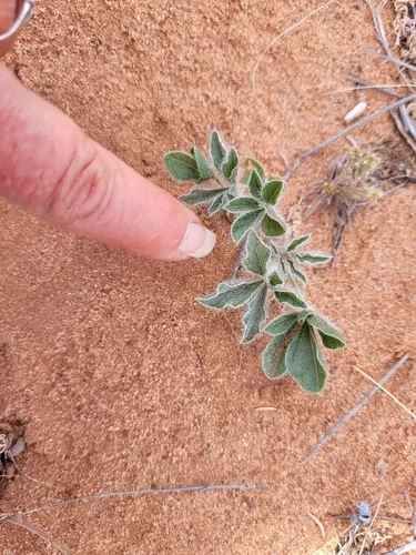 Small Indian Breadroot — photo by Priscilla Titus