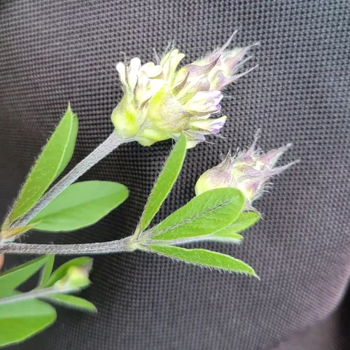 Piedmont Breadroot — photo by Anthony A Simmons