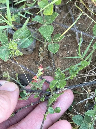 Gulf Indian Breadroot