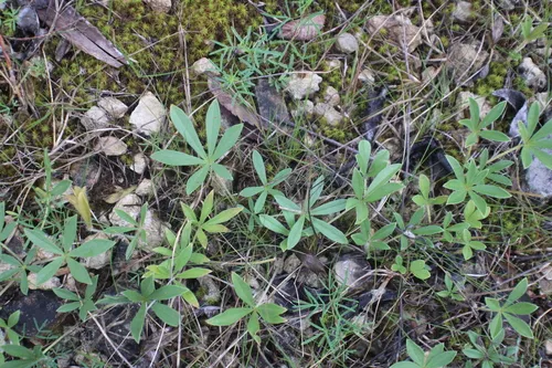 Whiterim Scurfpea — photo by Dakota Parish