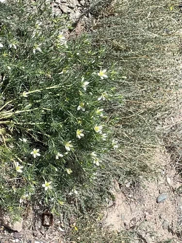 Harmal Peganum