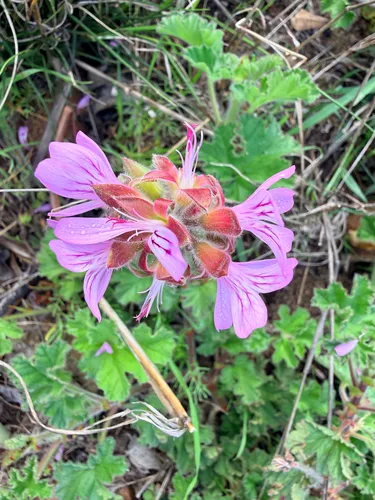 Rose Scented Geranium — photo by Mark Brown