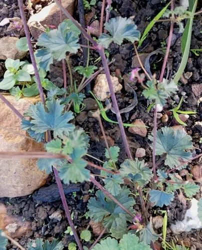 Gooseberry Geranium