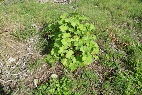 Apple Geranium
