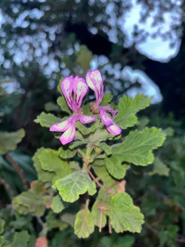 Oakleaf Garden Geranium