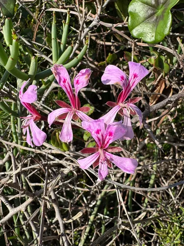 Ivyleaf Geranium