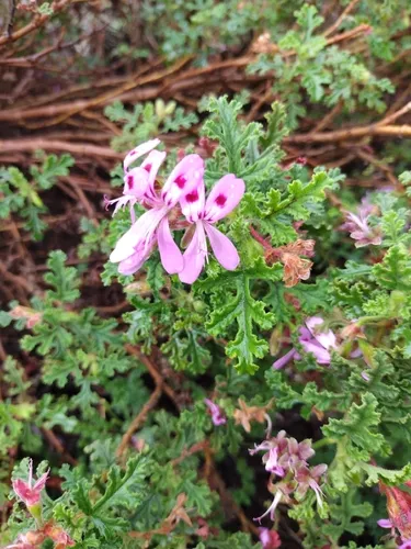 Oakleaf Geranium