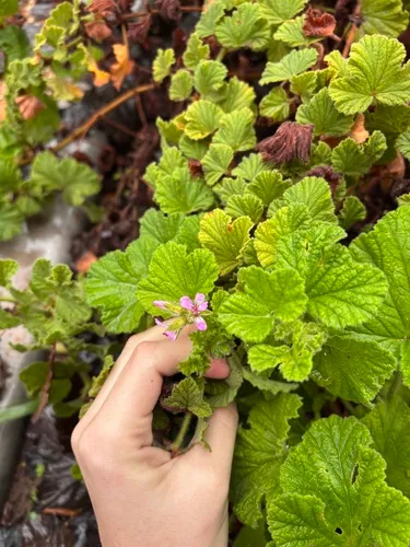 Grapeleaf Geranium
