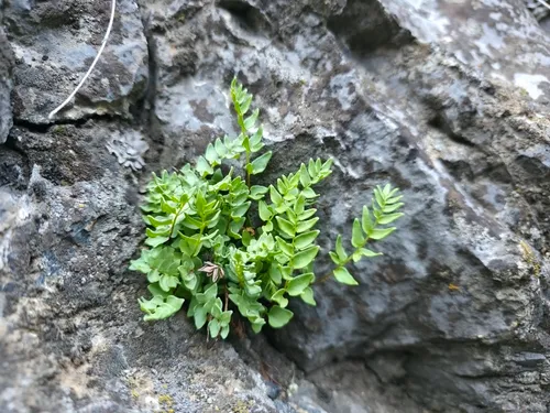 Brewer's Cliffbrake — photo by Braydon Lake