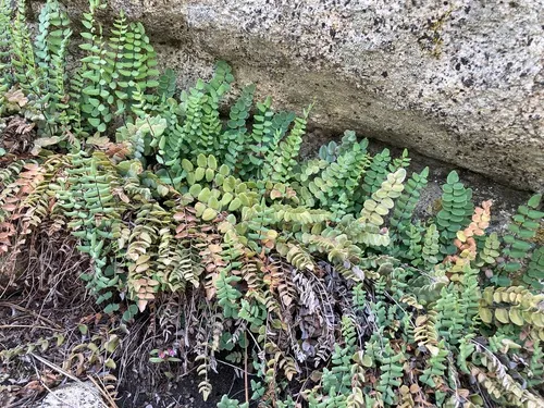 Bridges' Cliffbrake