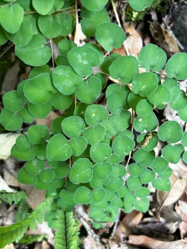 Heartleaf Cliffbrake