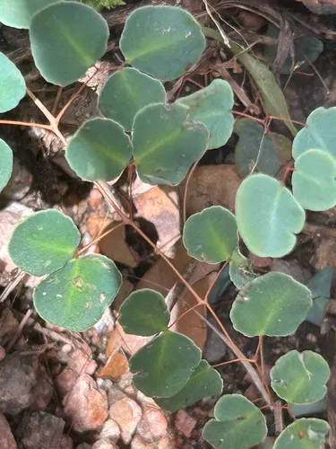 Ovateleaf Cliffbrake — photo by Cindi Tanner