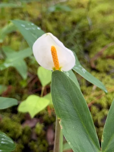 White Arrow Arum