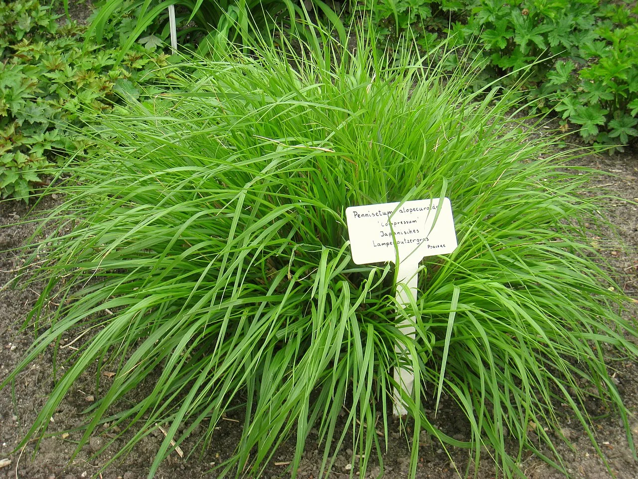 Chinese Fountaingrass