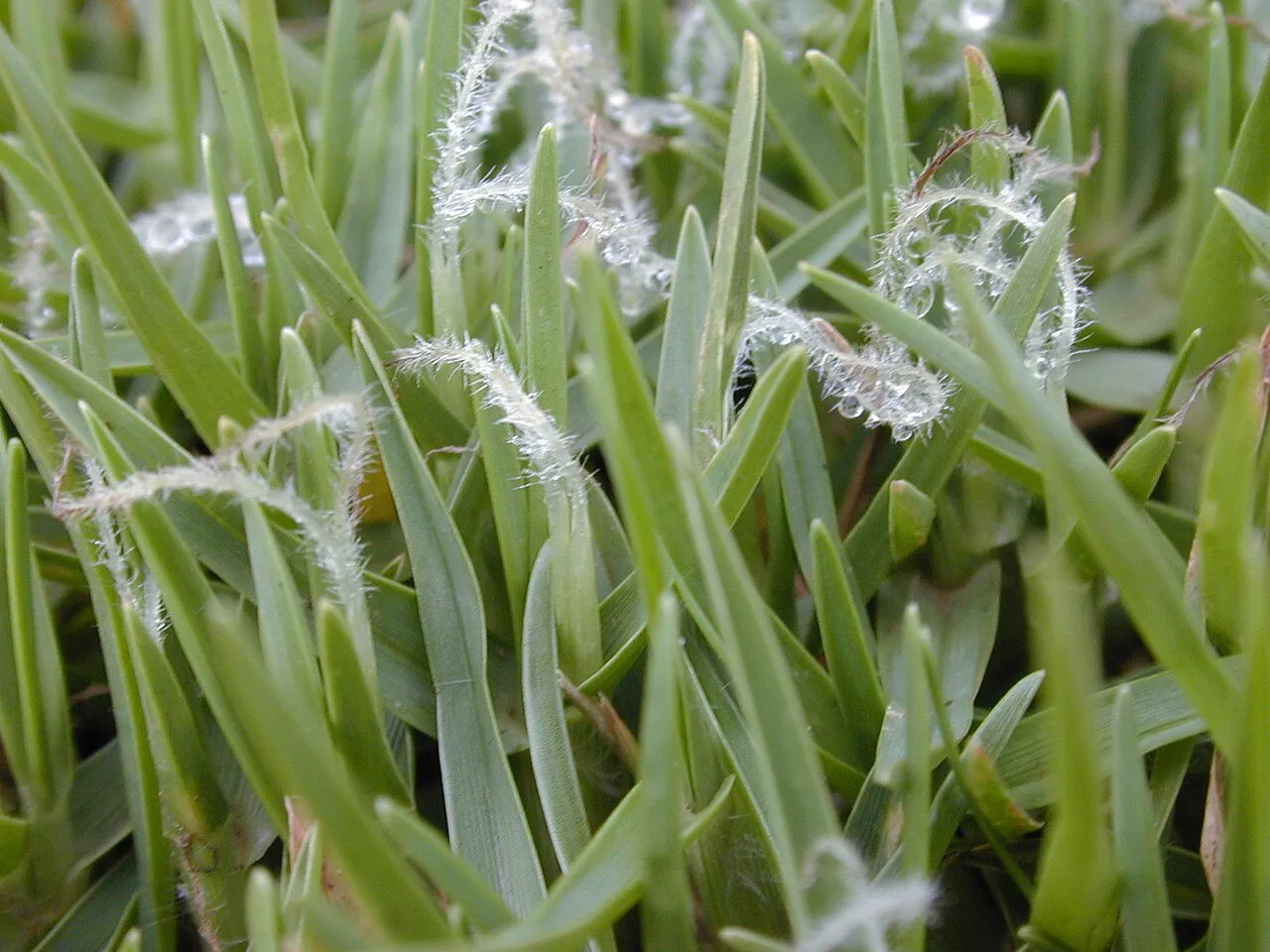 Kikuyugrass — photo by Forest & Kim Starr