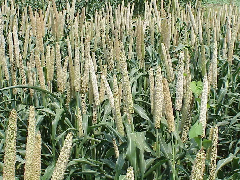 Pearl Millet — photo by Wikimedia Commons