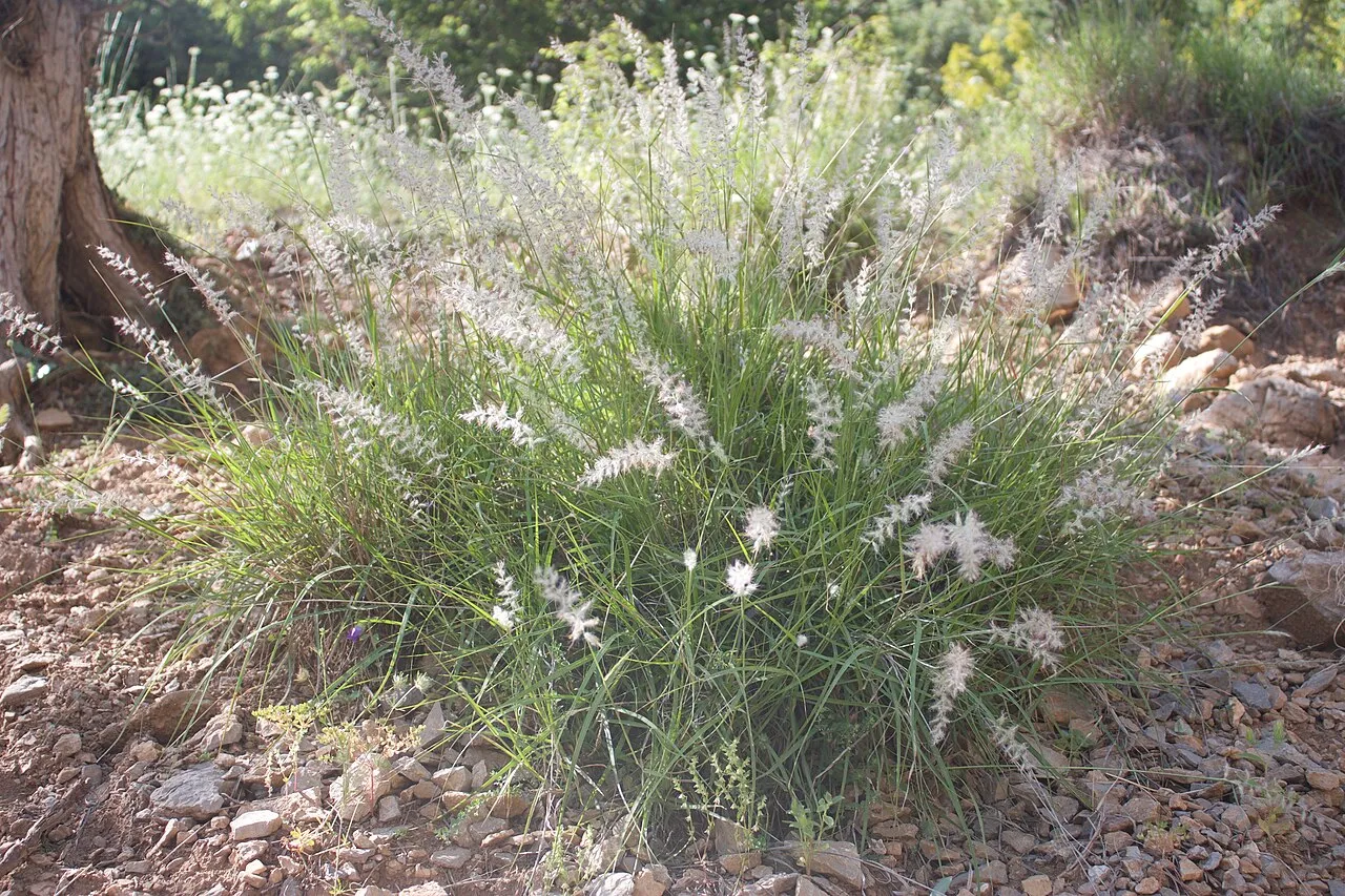 Oriental Pennisetum — photo by Erhan yelekci