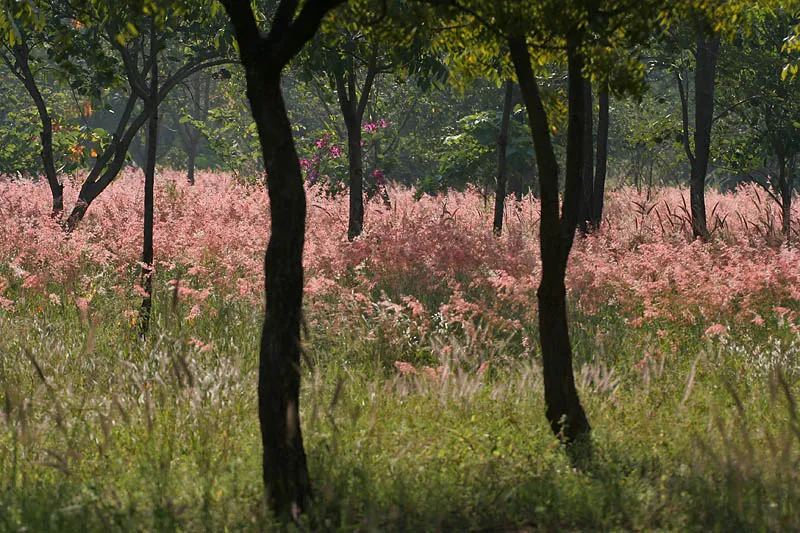 Kyasuma Grass (subsp. unispiculum) — photo by J.M.Garg