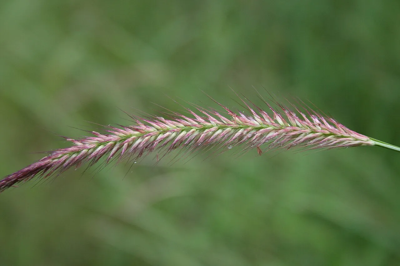 Mission Grass