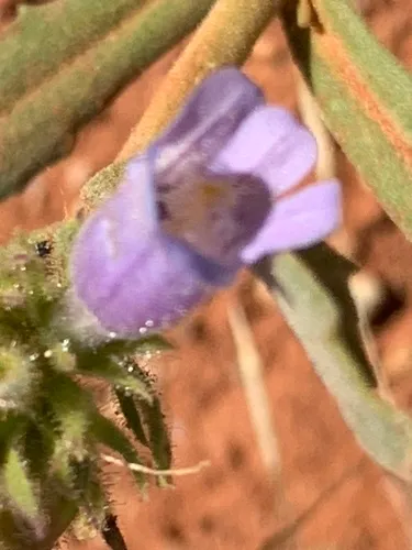 Absaroka Range Beardtongue