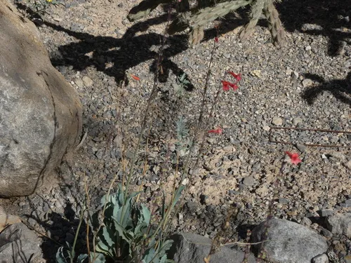 Los Alamos Beardtongue — photo by bmasinton