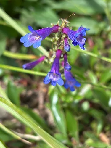 Alberta Beardtongue