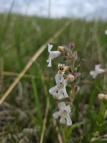 White Penstemon — photo by Davis Harder