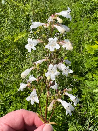 Lowland Beardtongue — photo by Theo Witsell