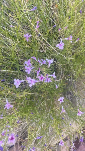 Gilia Beardtongue — photo by lilym4444