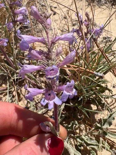 Sandloving Penstemon — photo by Leo Harden