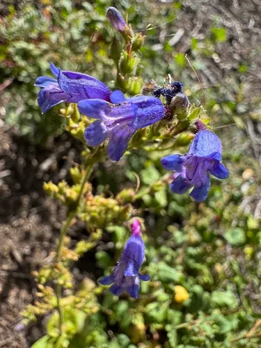 Siskiyou Beardtongue — photo by Noriko Ito