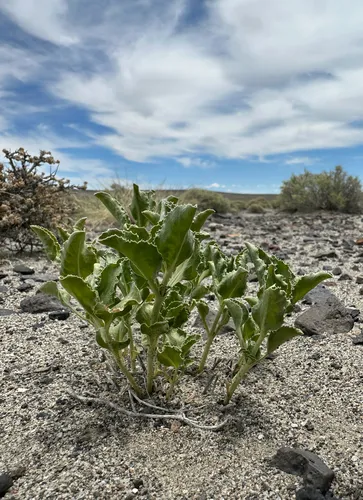 Nevada Sanddune Beardtongue — photo by Blake Ferrell