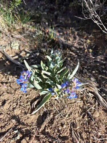 Sand Penstemon — photo by Coley Optera