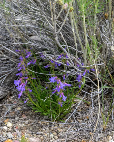 Stiffleaf Penstemon — photo by Radd Icenoggle