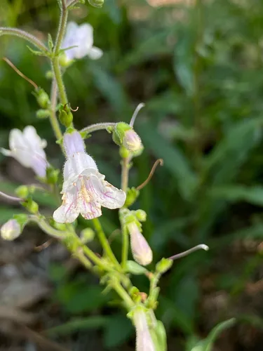 Arkansas Beardtongue — photo by odobenine