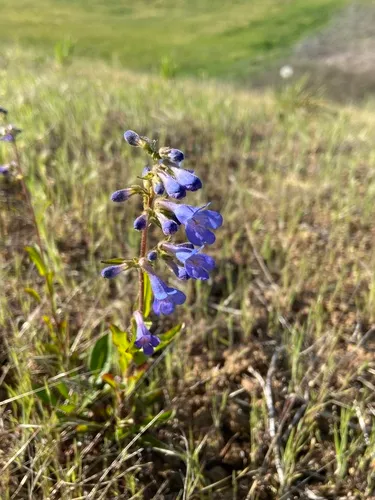 Sulphur Penstemon — photo by alejandro9527