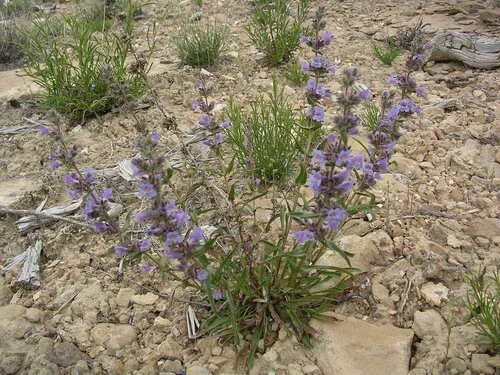 Kaiparowits Beardtongue — photo by Walter Fertig