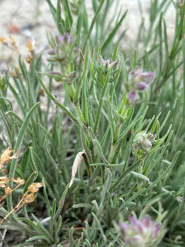 Colorado Beardtongue — photo by Elliott Gordon