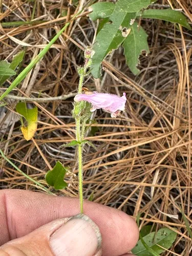 Eustis Lake Beardtongue — photo by damien6868