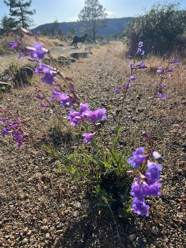 Azure Penstemon — photo by Froggy Elizabeth Tinker