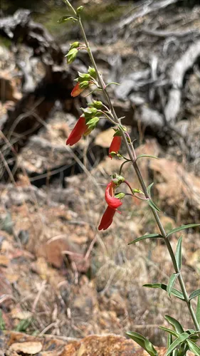 Beardlip Penstemon (subsp. trichander) — photo by k_corbett