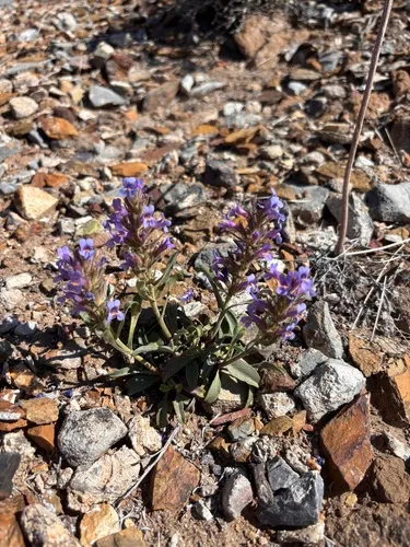 White River Valley Beardtongue — photo by victoriadurazo