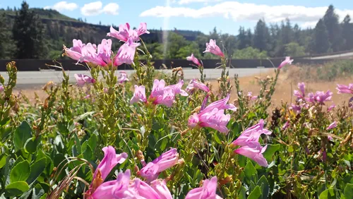 Barrett's Beardtongue — photo by botanoah
