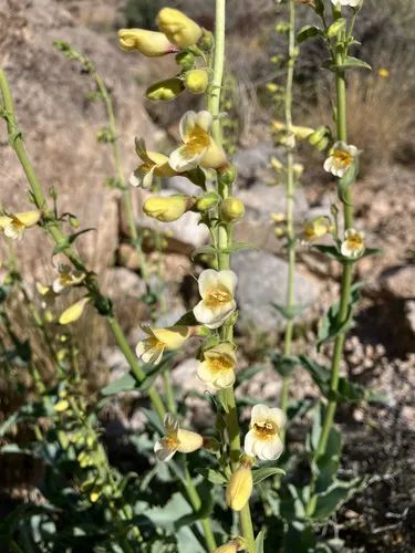 Pinto Beardtongue — photo by rafalski97