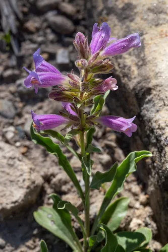 Shortstem Beardtongue — photo by Ernie Marx